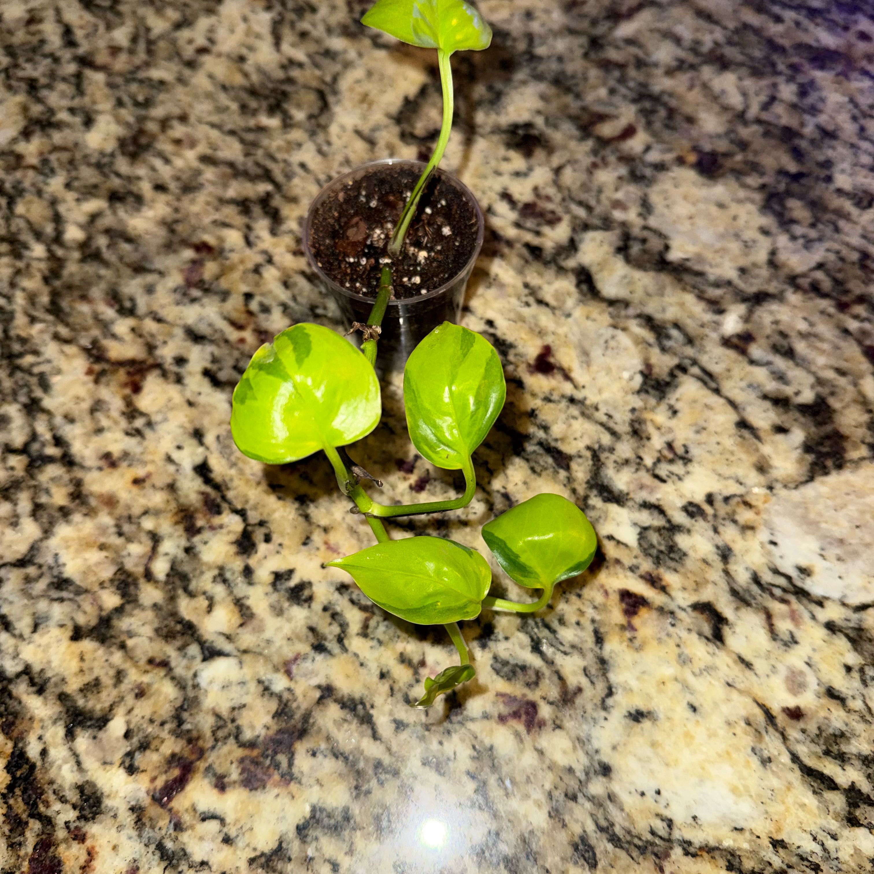 Photo of the plant species Pothos 'Neon Joy' by @SaviorRedpine18 named Michelle Branch on Greg, the plant care app