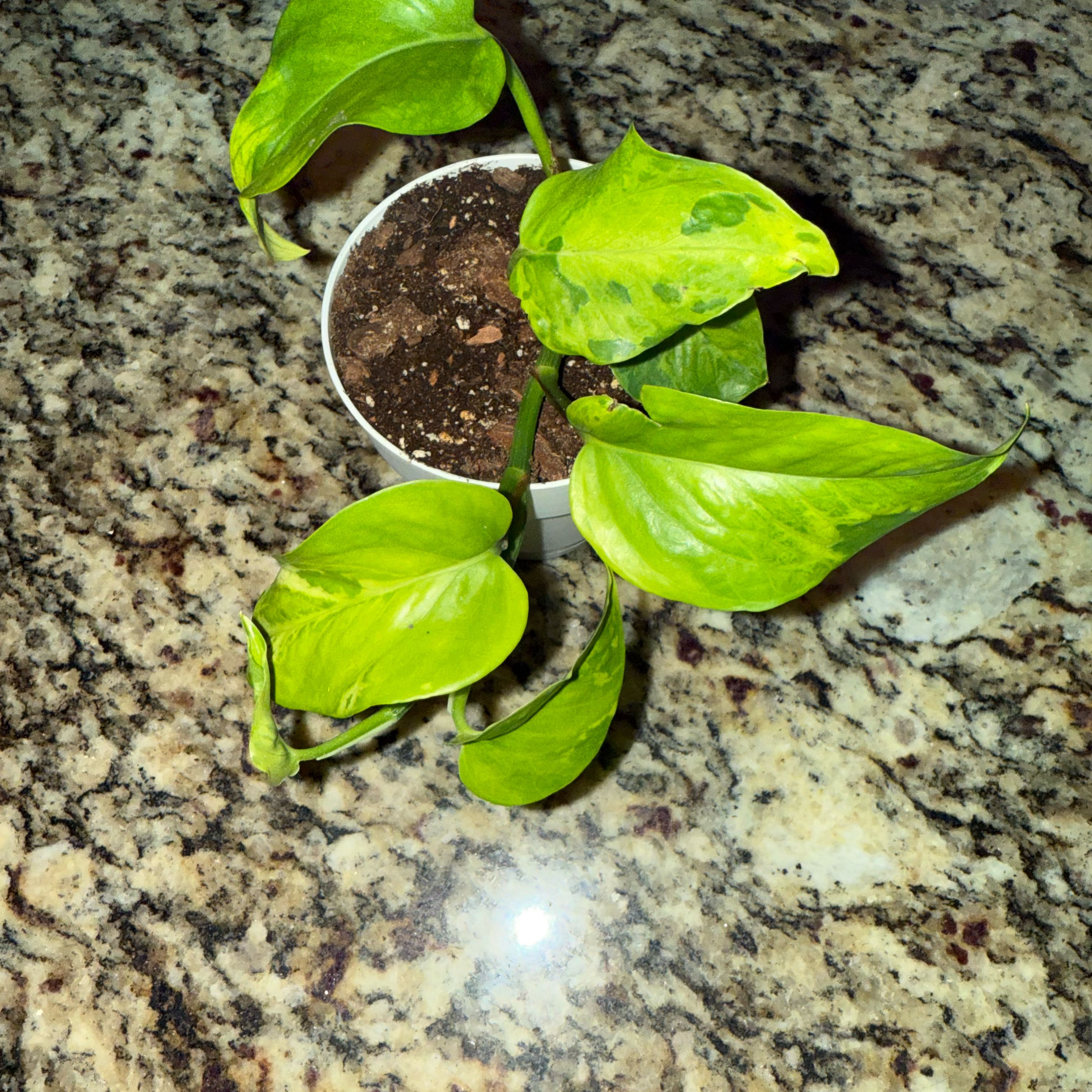 Photo of the plant species Victory Pothos by @SaviorRedpine18 named Sage on Greg, the plant care app