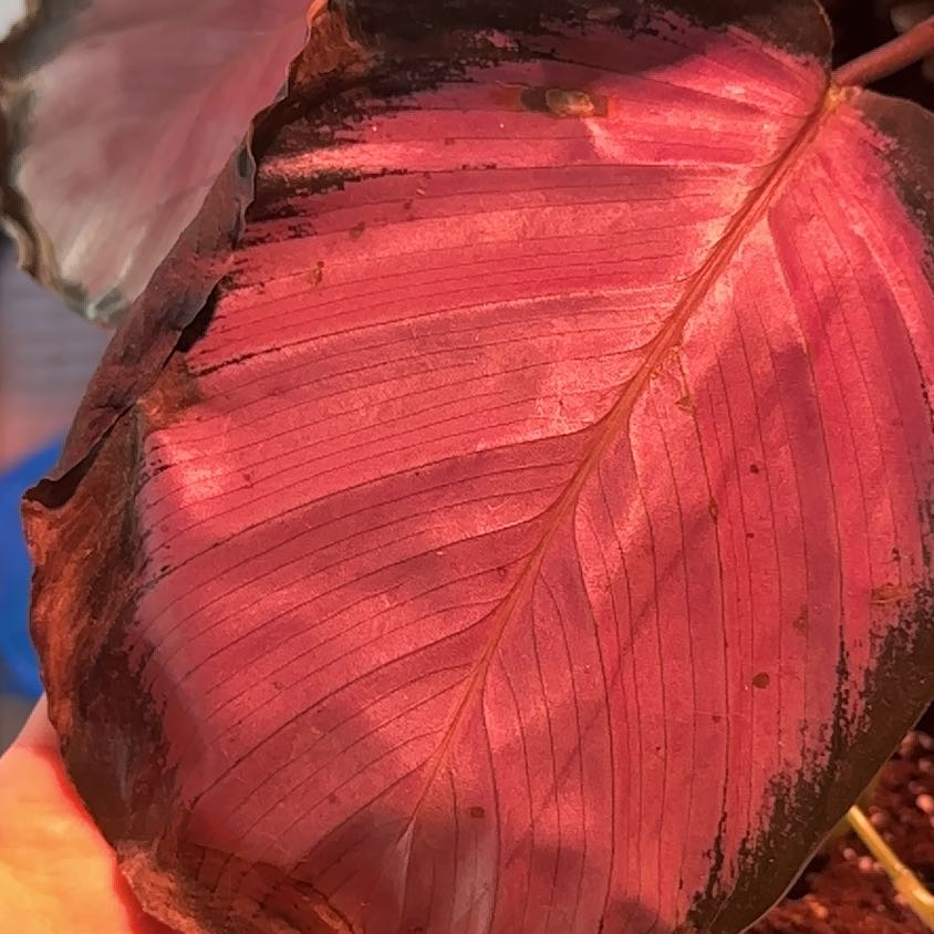 Photo of the plant species Rose Painted Calathea by @RichlyPecan31 named Kesha on Greg, the plant care app