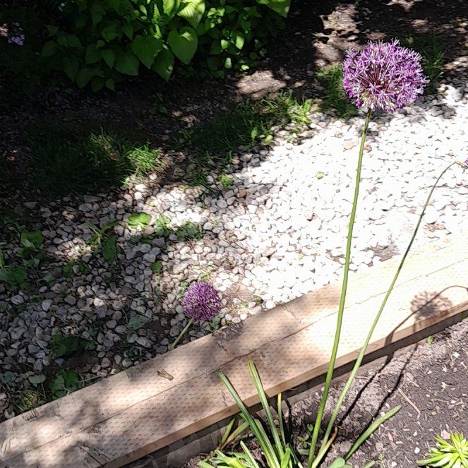 Photo of the plant species Wild Leek by @YernMastic78 named Mochi on Greg, the plant care app