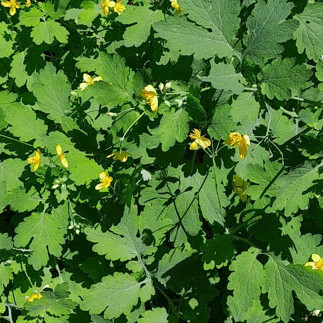 Photo of the plant species Greater Celandine by @YernMastic78 named Hemingway on Greg, the plant care app