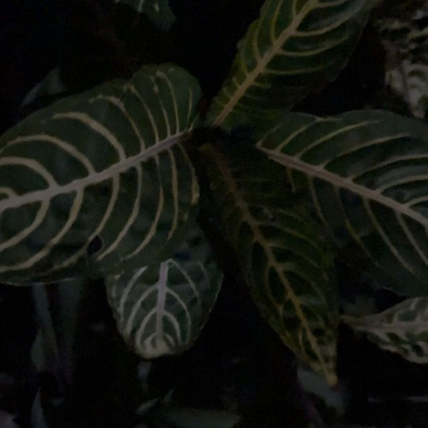 Photo of the plant species Bankesia by @ProFrogbit75 named Rihanna on Greg, the plant care app