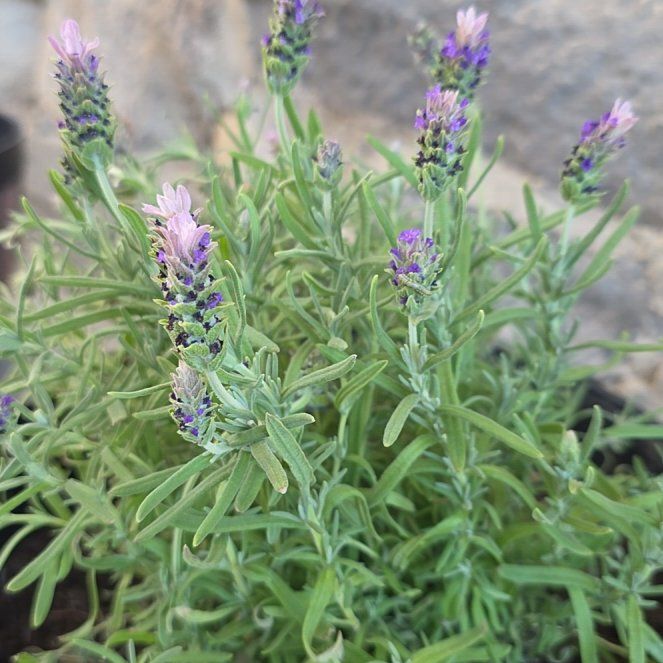 Photo of the plant species Spanish Lavender 'Sanne' by @WinSarcodes7 named Delilah on Greg, the plant care app