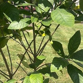 Photo of the plant species Fringetree by @WinRutabaga38 named Gregarious on Greg, the plant care app