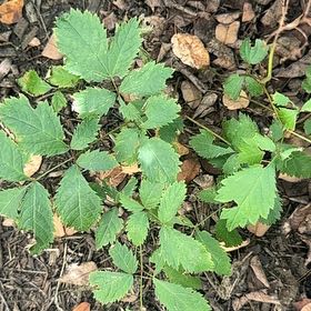 Photo of the plant species Black Baneberry by @WinRutabaga38 named Walt on Greg, the plant care app