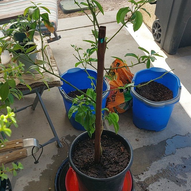 Photo of the plant species Meyer Lemon Tree by @GodlyWaxplant79 named Foxxy on Greg, the plant care app