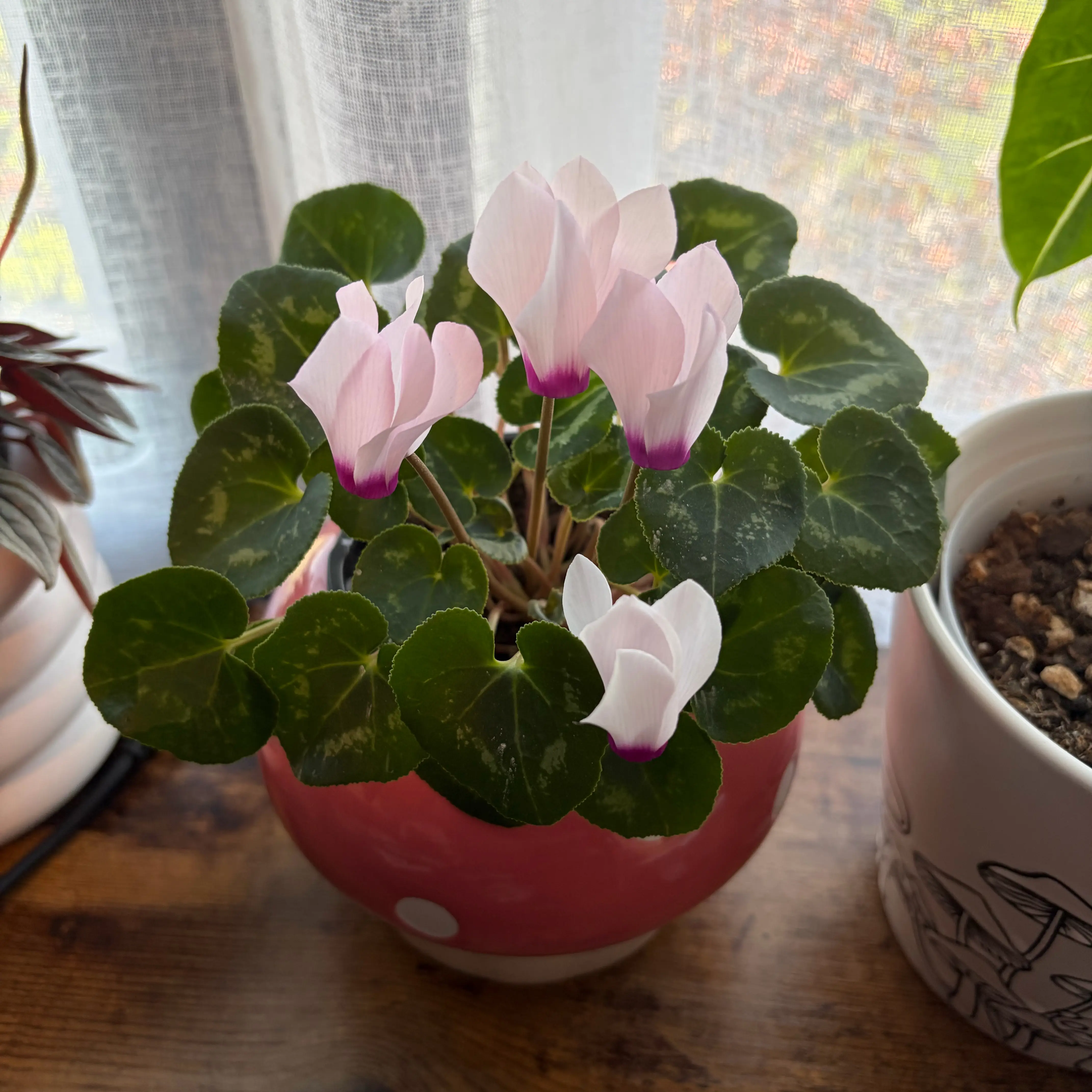 Photo of the plant species Cyclamen by @sayge.mcc named Mochi on Greg, the plant care app