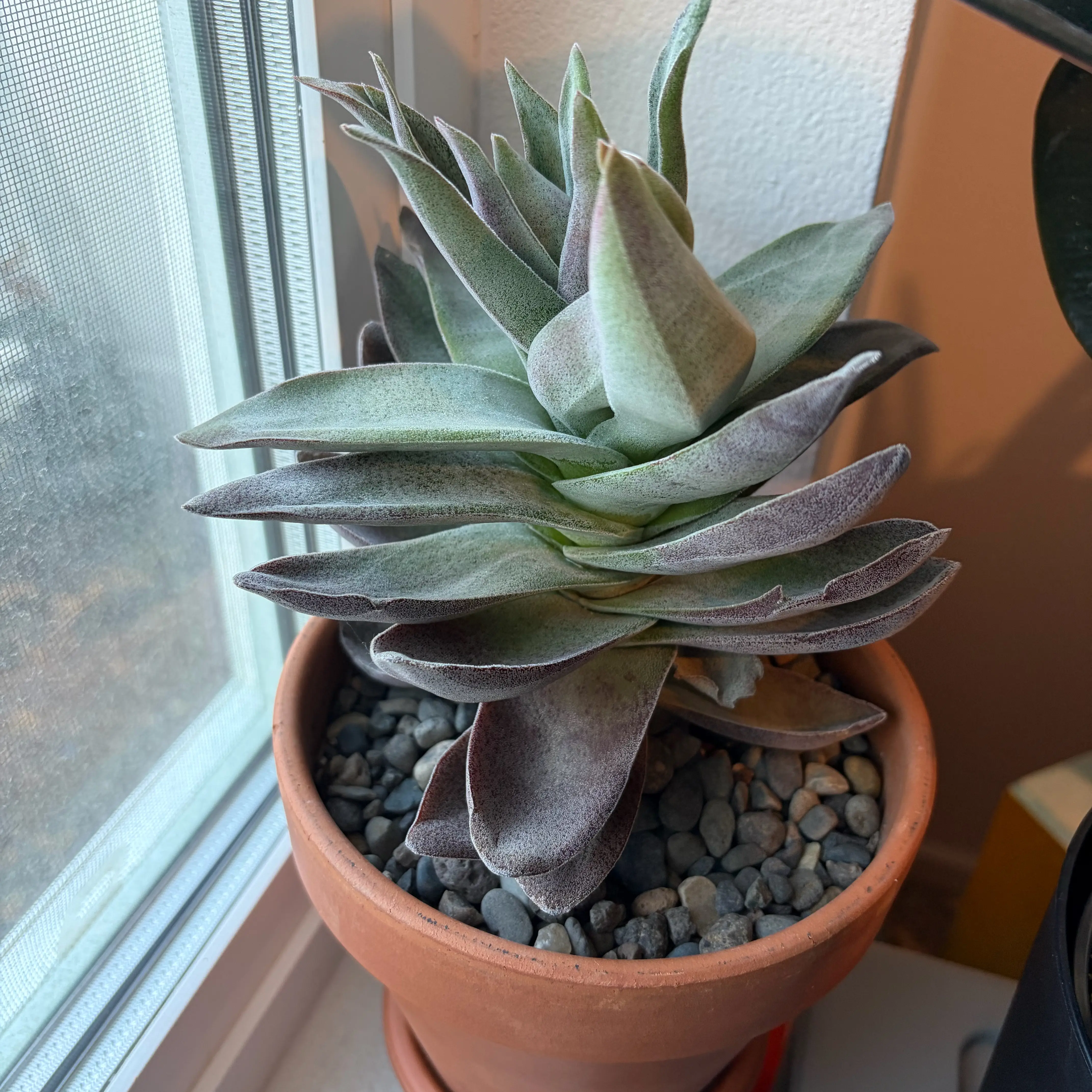 Photo of the plant species Crassula 'Garnet Lotus' by @sayge.mcc named Naomi on Greg, the plant care app