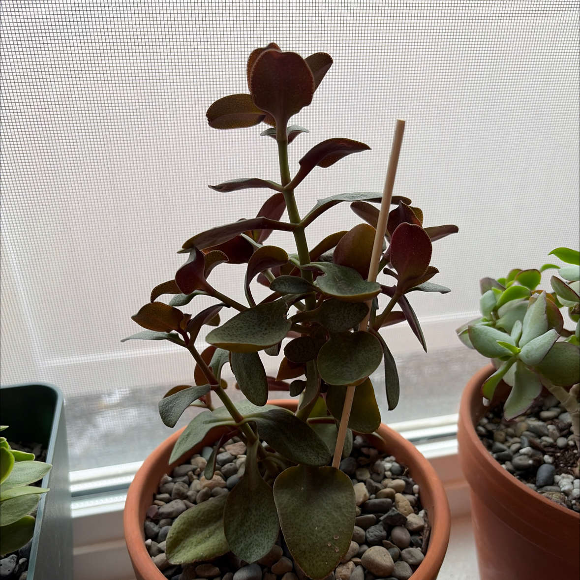 Photo of the plant species Red Fairy Crassula by @sayge.mcc named Stella on Greg, the plant care app