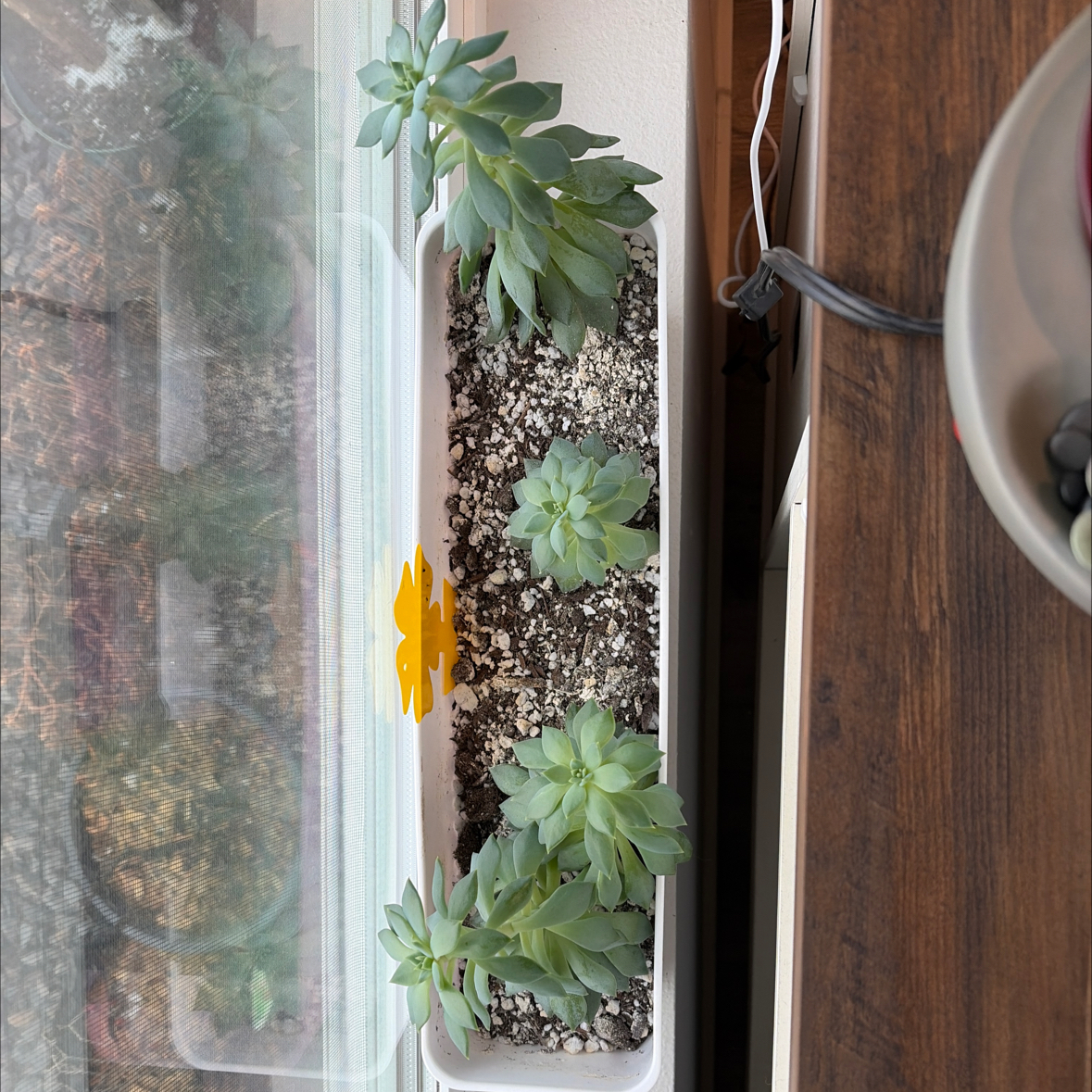 Photo of the plant species Blue Bird Echeveria by @sayge.mcc named Winston on Greg, the plant care app