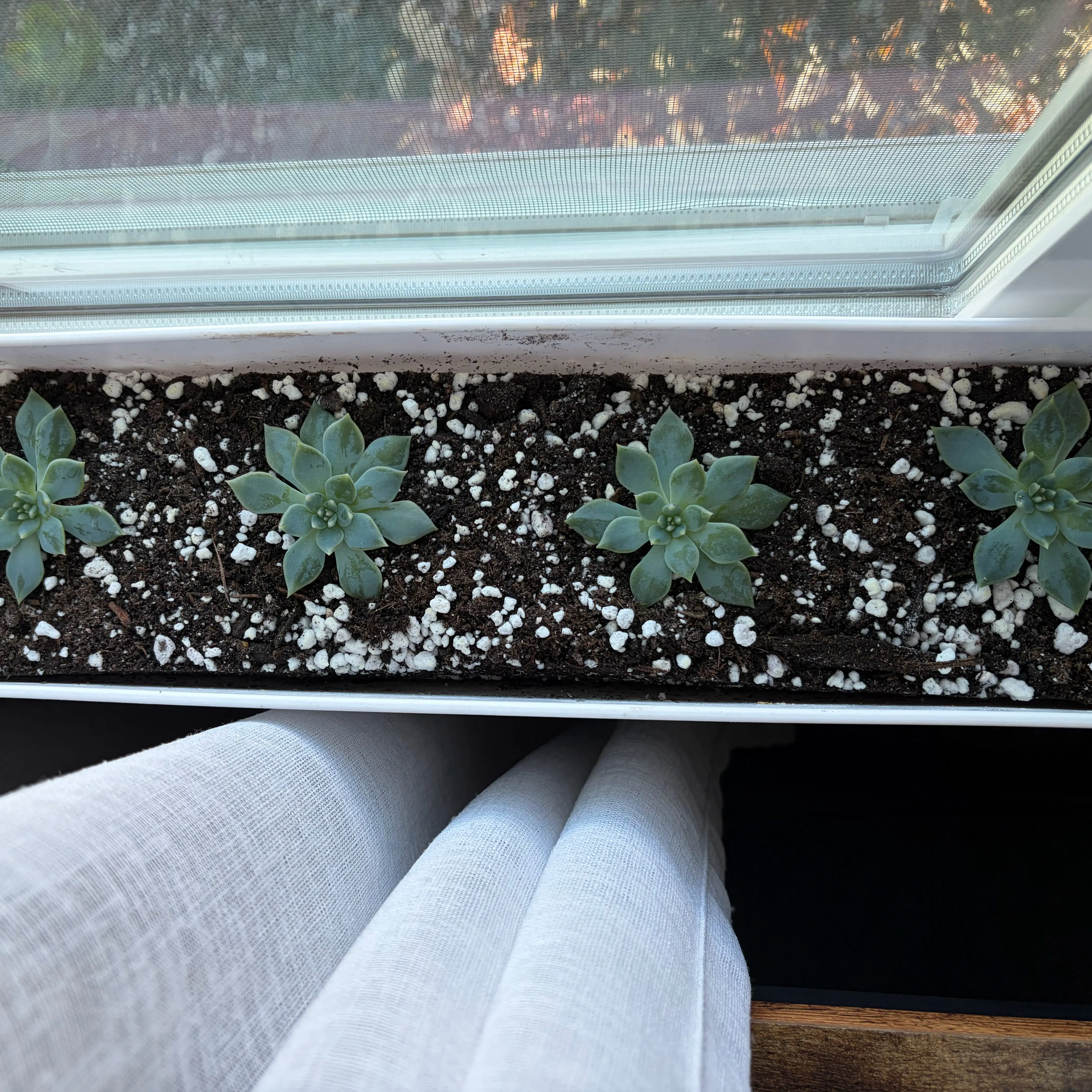 Photo of the plant species Blue Bird Echeveria by @sayge.mcc named Winston on Greg, the plant care app