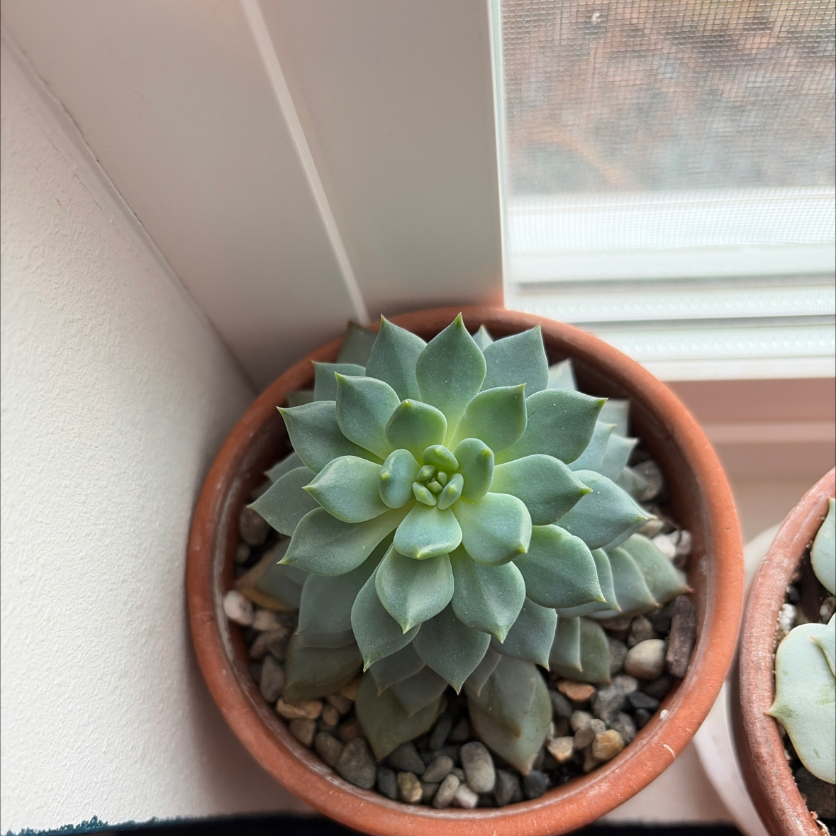 Photo of the plant species Blue Bird Echeveria by @sayge.mcc named Bruce on Greg, the plant care app
