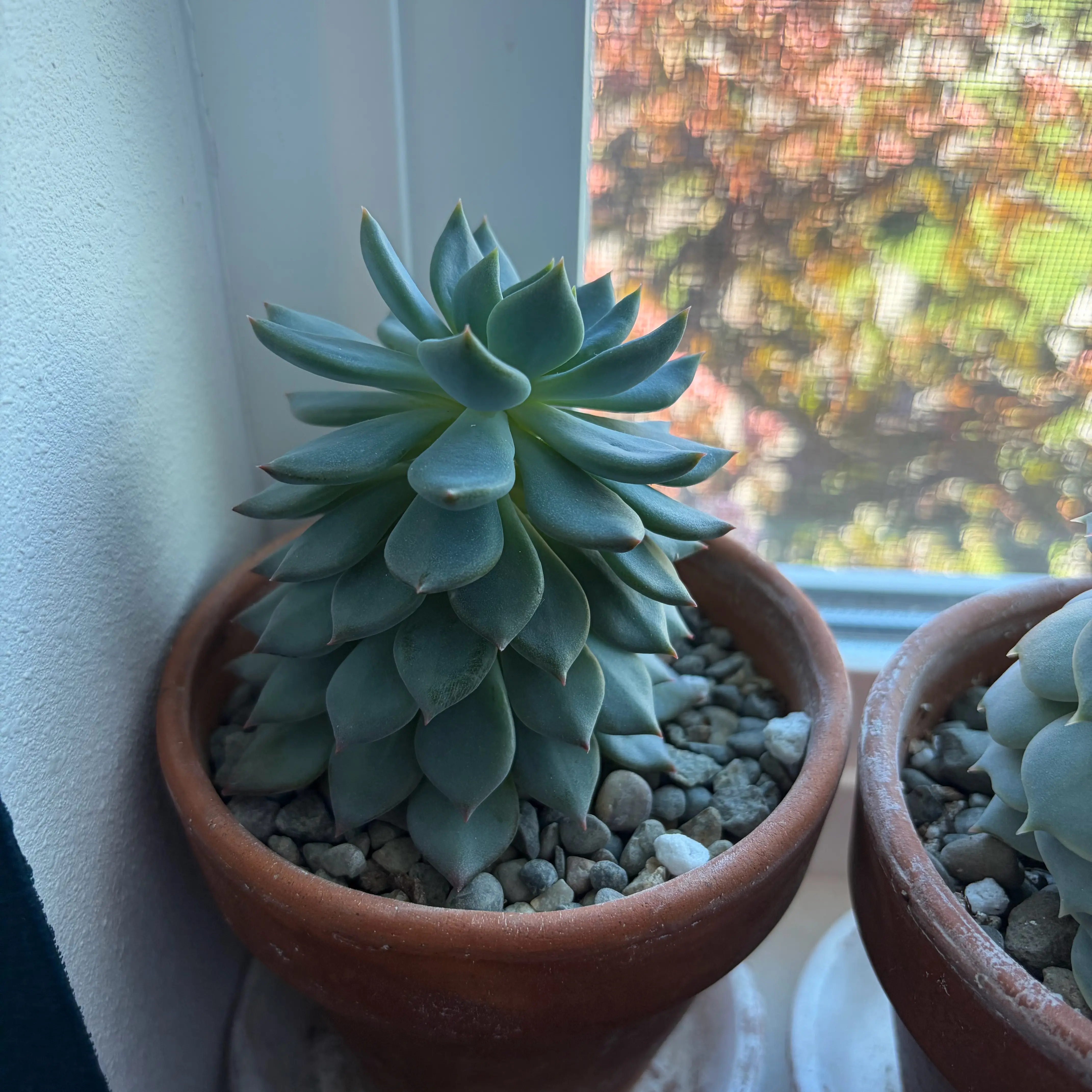 Photo of the plant species Blue Bird Echeveria by @sayge.mcc named Bruce on Greg, the plant care app