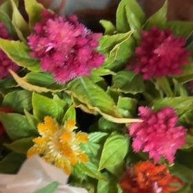 Photo of the plant species Woolflower by @AceWildtea21 named Truffula on Greg, the plant care app