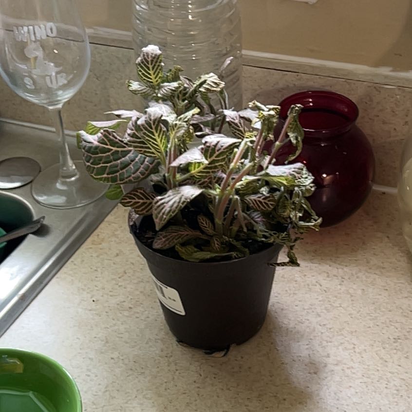 Photo of the plant species Exotic Angel by @BuffCowbane45 named Sanders on Greg, the plant care app