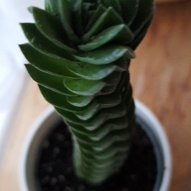 Photo of the plant species Buddhas Temple by @FabRedrose22 named Tree Diddy on Greg, the plant care app