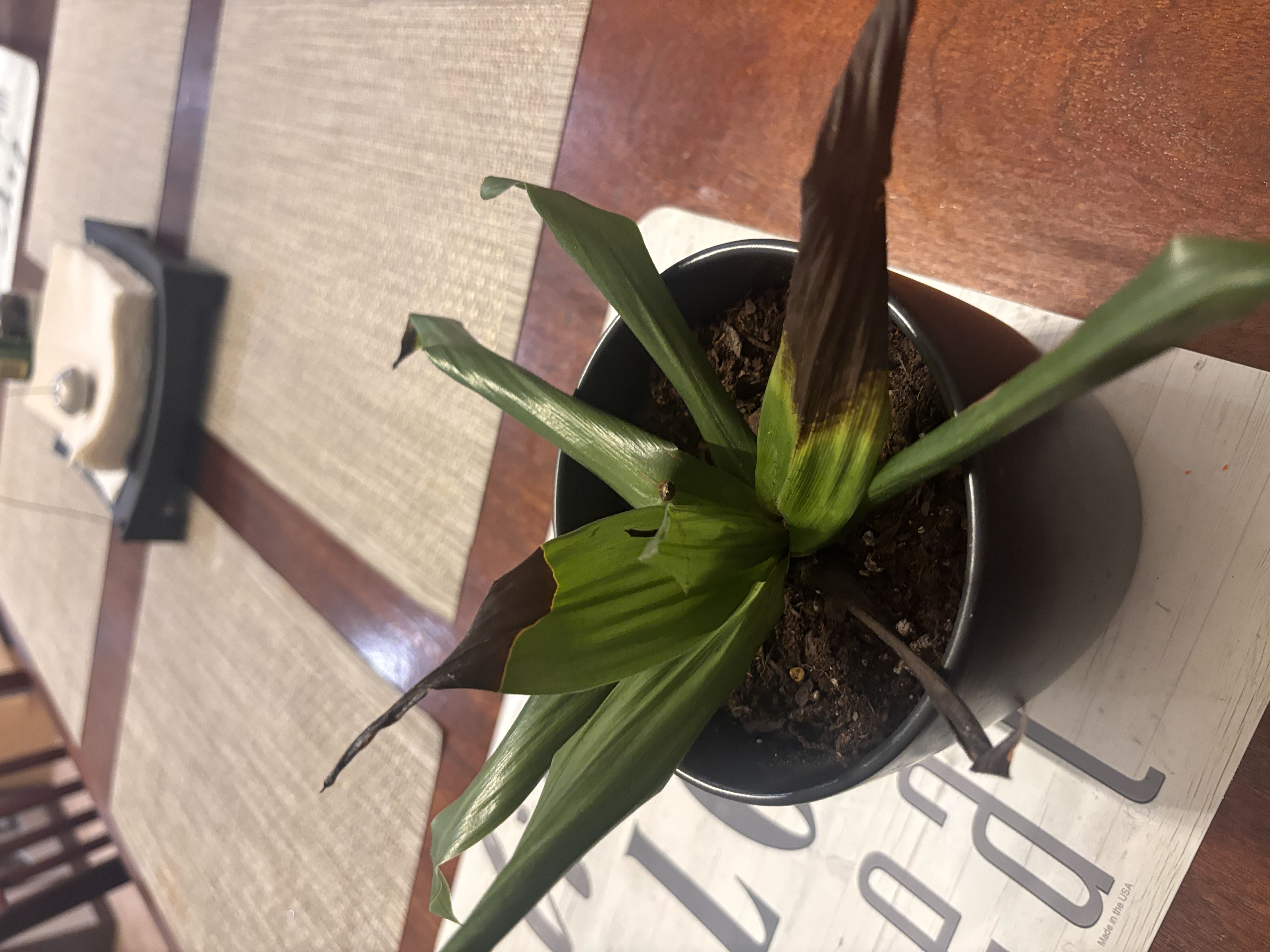 Photo from the post