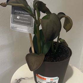 Photo of the plant species Peperomia obtipan by @VipAchiote70 named Diana on Greg, the plant care app