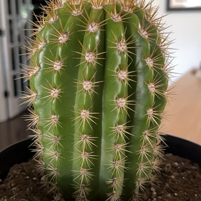 Photo of the plant species Sun Goddess Cactus by @gayle named Cleopatra on Greg, the plant care app