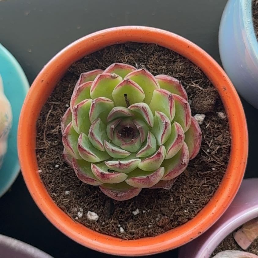 Jungle Fatigue ファティーグ OVY KAJA echeveria Photo-Apr-26