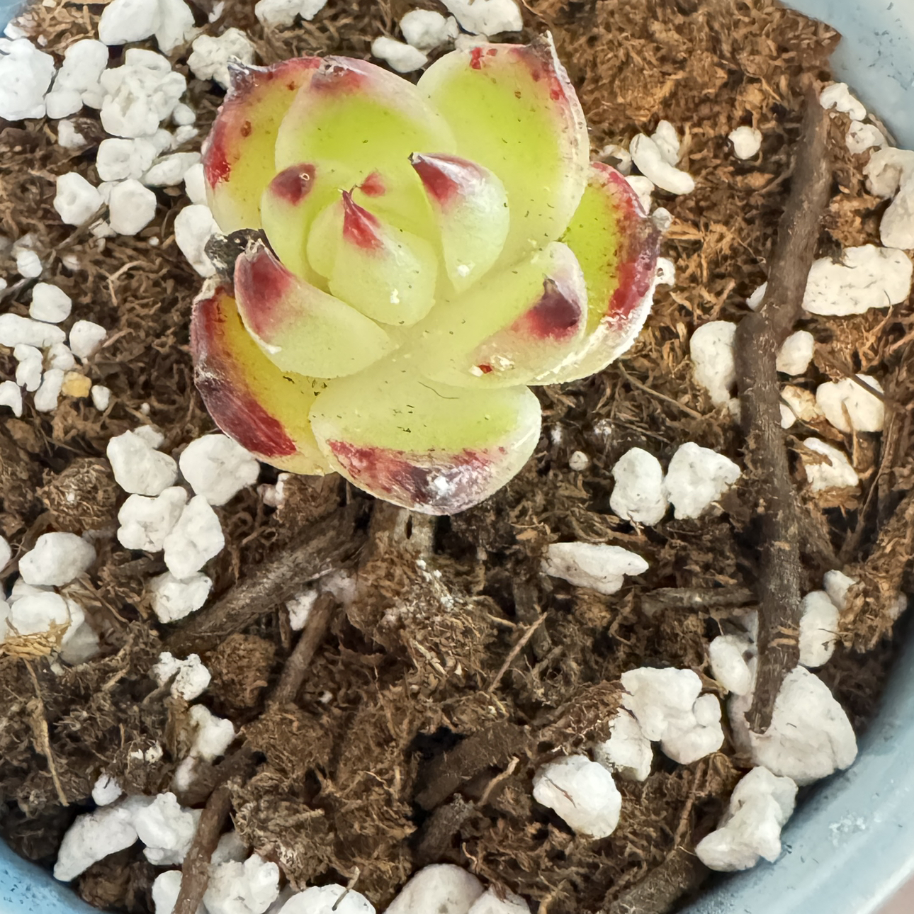 Photo of the plant species Echeveria Lipstick by @AlluringBacopa6 named Demi 🚫🐟 on Greg, the plant care app