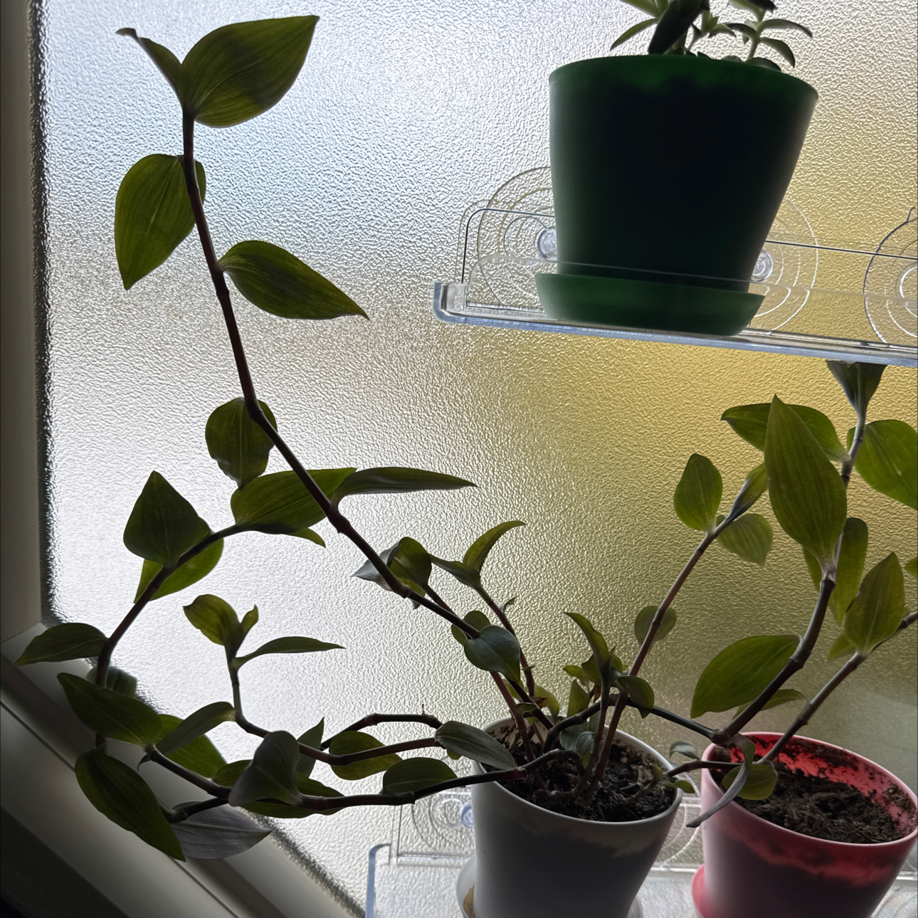 Photo of the plant species Tradescantia Blushing Bride by @AlluringBacopa6 named Kardashian 🐟 on Greg, the plant care app