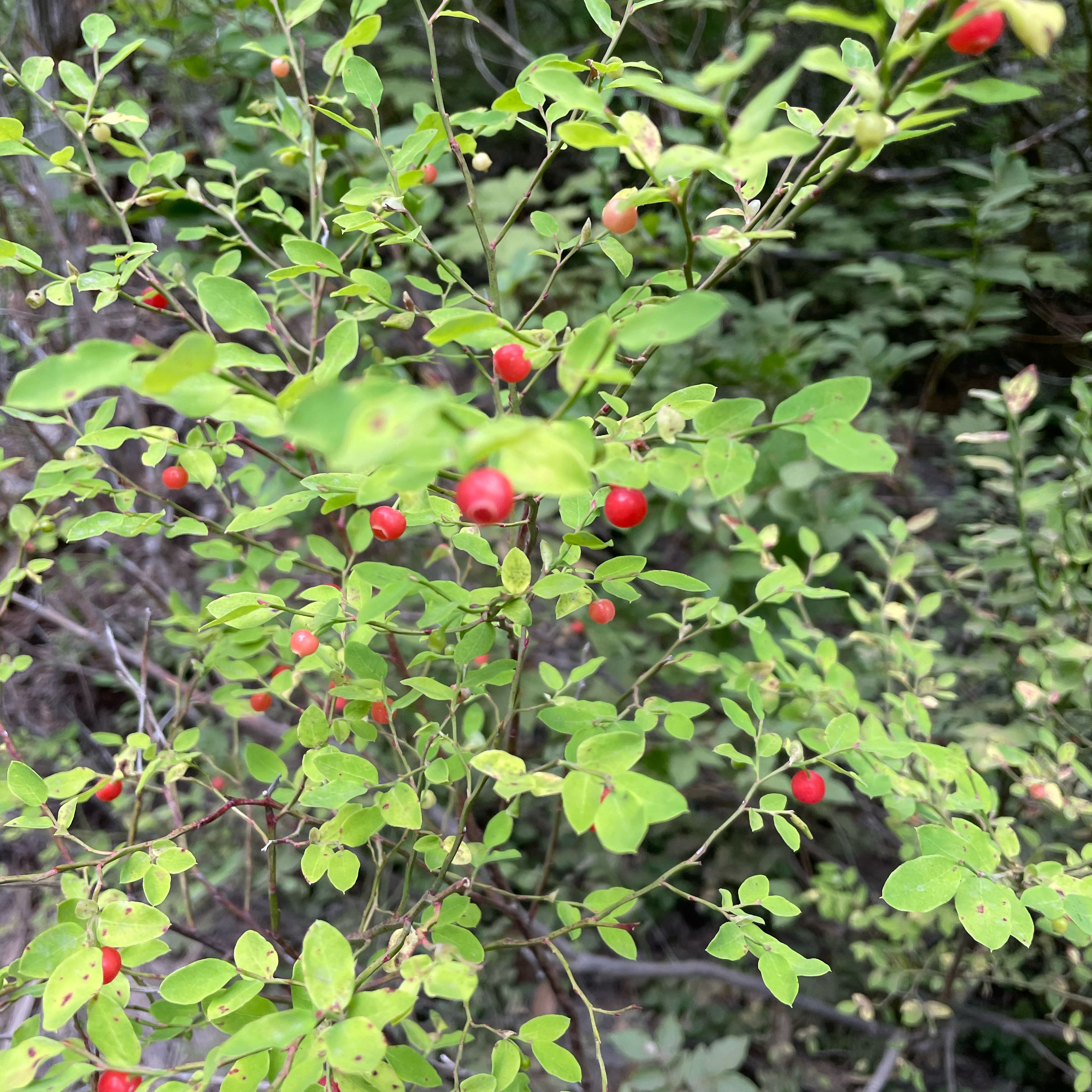 Photo of the plant species Red Huckleberry by @YesBroccoli20 named Luna on Greg, the plant care app