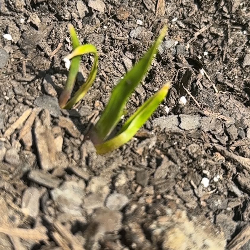 Photo of the plant species Glacier Lily by @ChiefBacchus14 named Tree Diddy on Greg, the plant care app