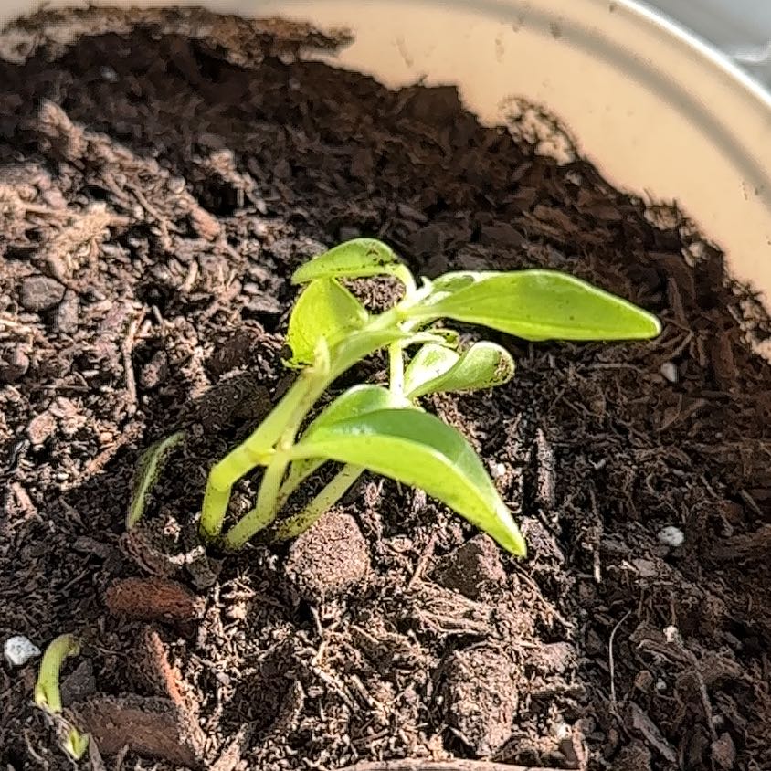 Photo of the plant species Piperaceae by @Deanna317 named Orwell on Greg, the plant care app