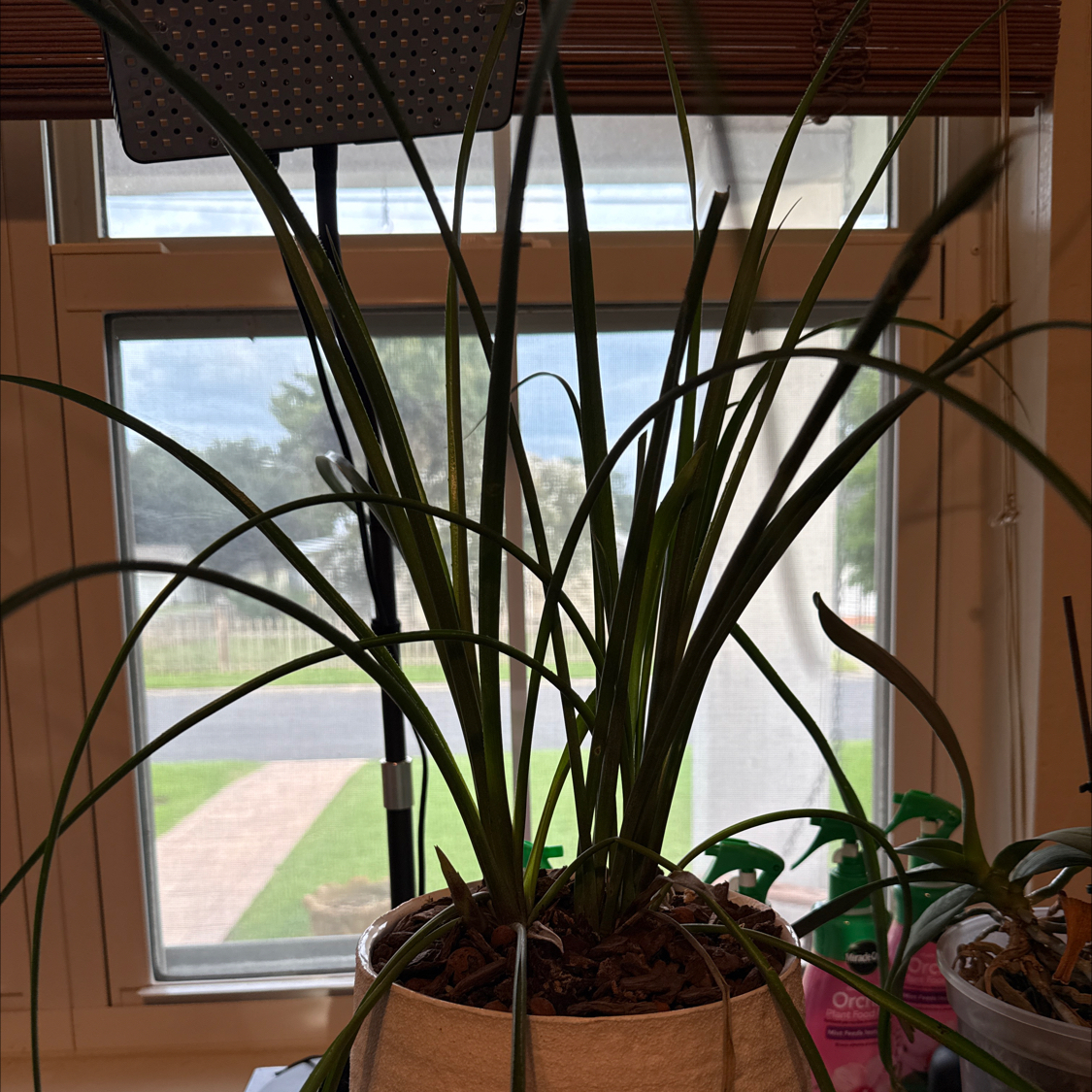 Photo of the plant species Queens Tears Bromeliad by @NobleFlatpea47 named Dax on Greg, the plant care app