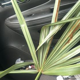 Photo of the plant species Florida Thatch Palm by @BestFanmoss99 named Ronaldo on Greg, the plant care app