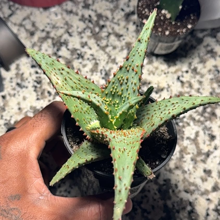 Photo of the plant species Aloe Hybrid by @FabMiro71 named Xena on Greg, the plant care app
