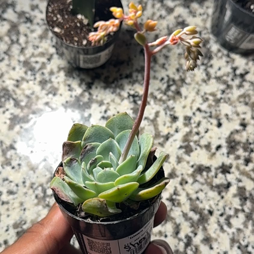 Photo of the plant species Echeveria Galaxy Blue by @FabMiro71 named Sherlock on Greg, the plant care app