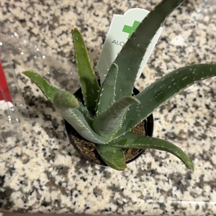 Photo of the plant species Aloe barbadensis by @FabMiro71 named Walt on Greg, the plant care app