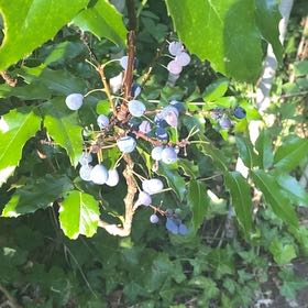 Photo of the plant species Oregon Grape by @ImitableKiekie named Gobi on Greg, the plant care app