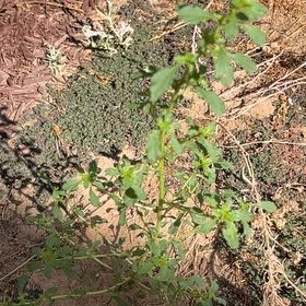 Photo of the plant species Prostrate Pigweed by @VipTarbush25 named Rihanna on Greg, the plant care app