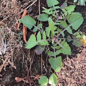 Photo of the plant species Common Sowthistle by @VipTarbush25 named Cleopatra on Greg, the plant care app