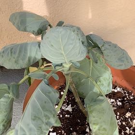 Photo of the plant species Brussel Sprout by @WittyLuckynut82 named Michelle Branch on Greg, the plant care app