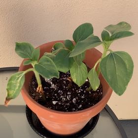 Photo of the plant species Russian Giant Sunflower by @WittyLuckynut82 named Elina on Greg, the plant care app