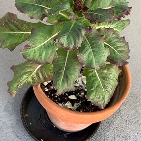 Photo of the plant species Red Leaf Lettuce by @WittyLuckynut82 named Taylor Swift on Greg, the plant care app