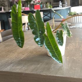 Photo of the plant species Philodendron atabapoense by @Plantdad6210 named Plato on Greg, the plant care app