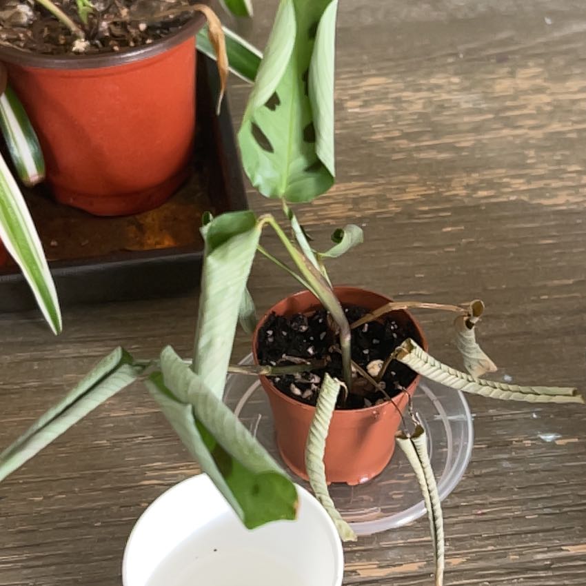 Photo of the plant species Prayer Plant 'Kim' by @Plantdad6210 named Maya on Greg, the plant care app