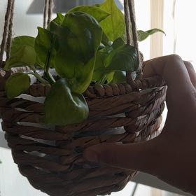Photo of the plant species Global Green Pothos by @Plantdad6210 named Eva on Greg, the plant care app