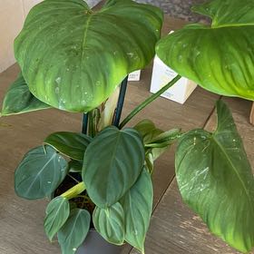 Photo of the plant species Philodendron Fuzzy Petiole by @Plantdad6210 named Sproutacus on Greg, the plant care app