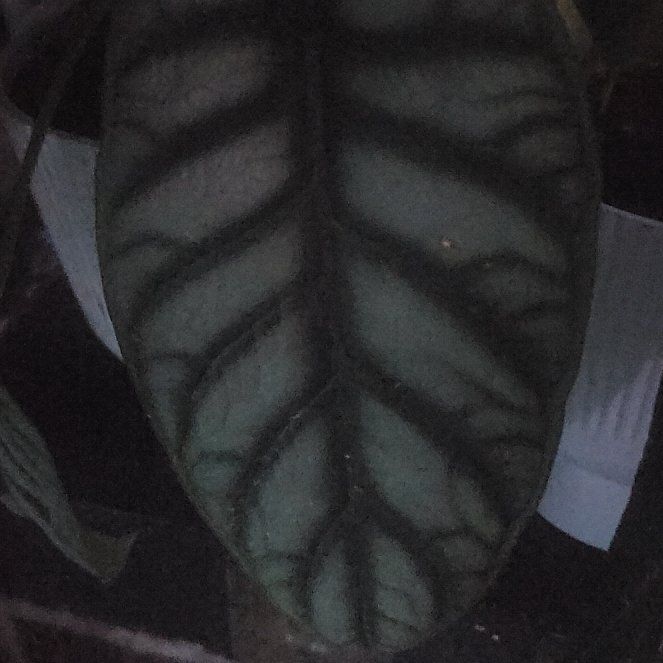 Photo of the plant species Alocasia Baginda Silver Dragon by @lourock008 named Lebron on Greg, the plant care app