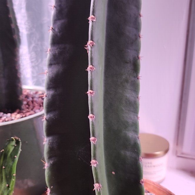 Photo of the plant species Cereus Cactus by @lourock008 named Sproutacus on Greg, the plant care app