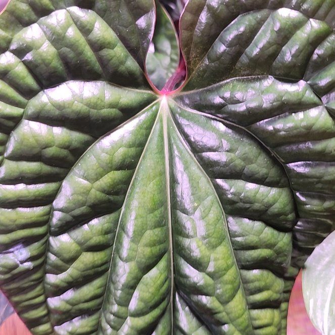 Photo of the plant species Anthurium radicans × luxurians by @lourock008 named Fernie Mercury on Greg, the plant care app