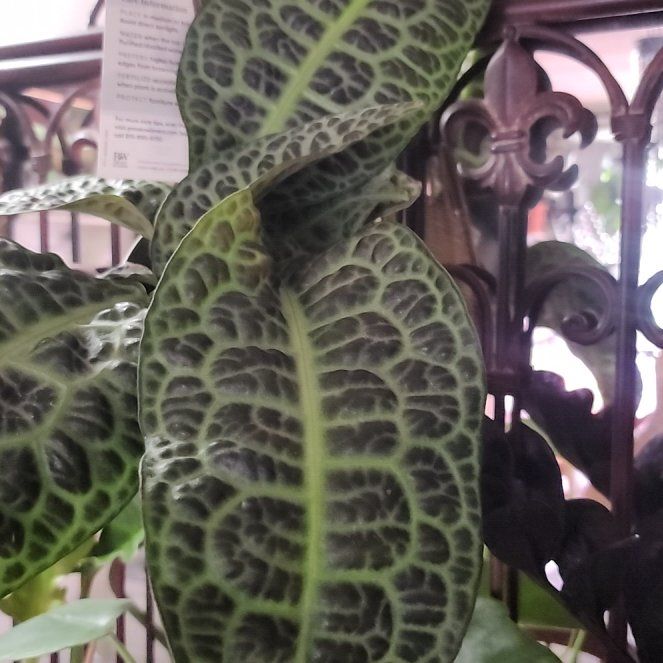 Photo of the plant species Labisia Turtle Back by @lourock008 named Turtle on Greg, the plant care app