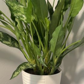 Photo of the plant species Aglaonema 'Emerald Beauty' by @FinestLuronium named Remington on Greg, the plant care app