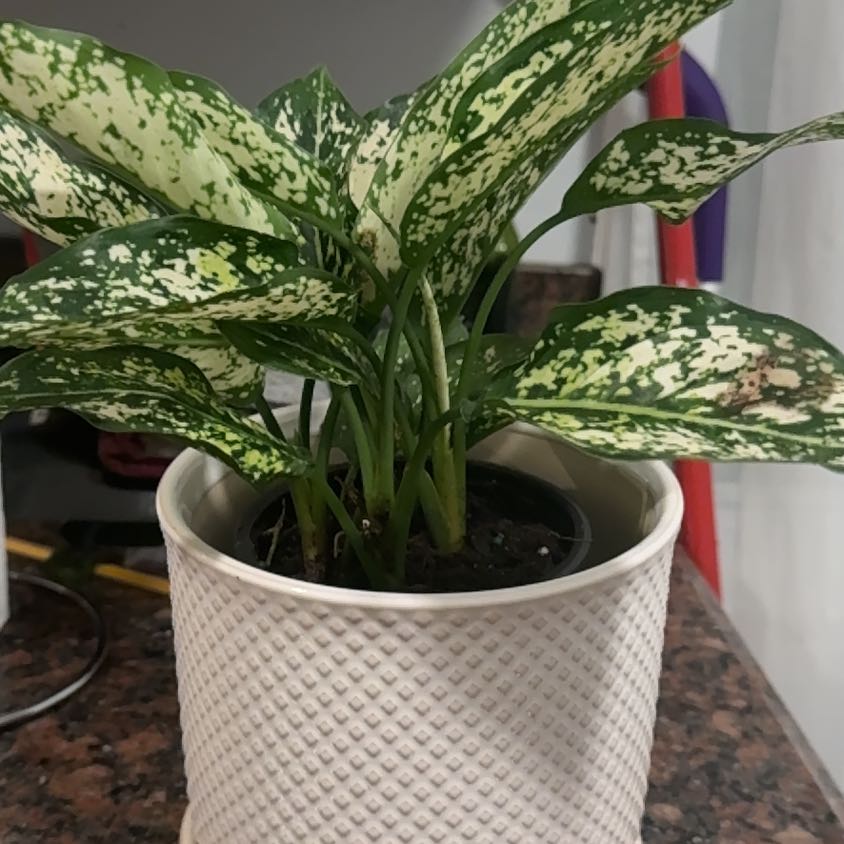 Photo of the plant species Aglaonema ‘First Diamond’ by @FinestLuronium named Morgan Treeman on Greg, the plant care app